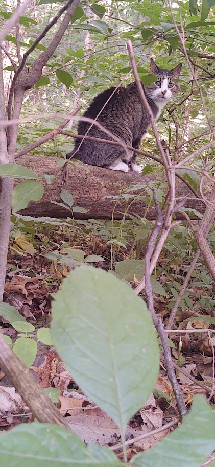 a photo of my cat, KT sitting on a log